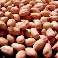 Groundnut seeds