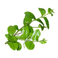 Gymnema sylvestre leaves
