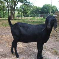 Osmanabadi goat