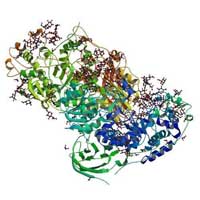 Lactase enzyme