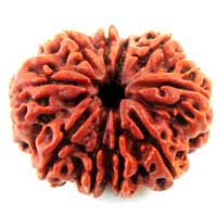 10 Mukhi Rudraksha