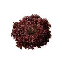 Lettuce Seeds