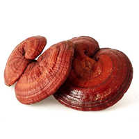 Ganoderma Extract