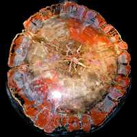 Petrified wood