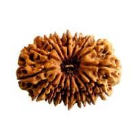 16 mukhi rudraksha