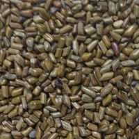 Cassia Tora Seed