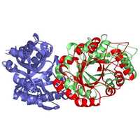 Xylanase enzyme