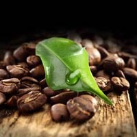 Natural caffeine