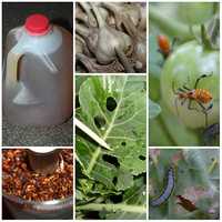 Natural pesticides