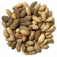Neem seeds