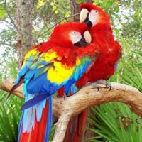 Exotic birds