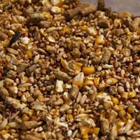Layer chicken feed