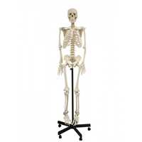 Human skeleton