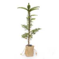 Plant saplings