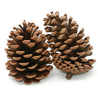 Pine cone