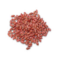 Red winter wheat