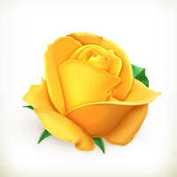 Yellow Rose