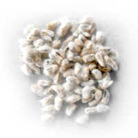 Cotton Seeds