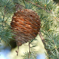 Cedrus deodara