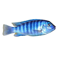 Cichlid