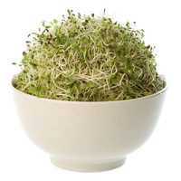 Sprouting seeds