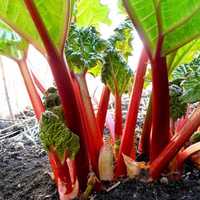 Rhubarb seeds