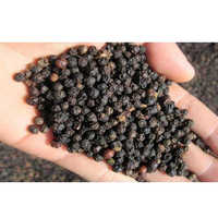 Pepper seed