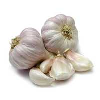 Garlic Extract