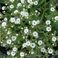 Gypsophila