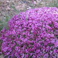 Astragalus Root Extract
