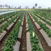 Biodegradable mulch film