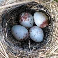 Bird Eggs