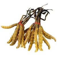 Cordyceps Sinensis