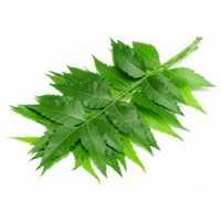 Neem leaves