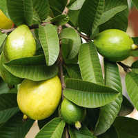 Guava plants