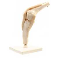 Knee joint model