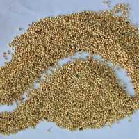 White millet