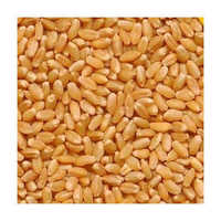 Grain Seed