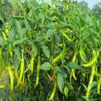 Green chilli plant