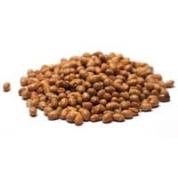 Roasted Soybeans