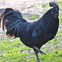 Kadaknath chicken