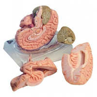 Brain model