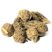 Coleus roots