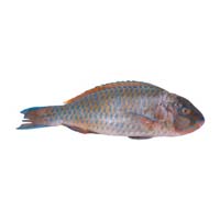 Parrot Fish