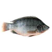 Tilapia Fish