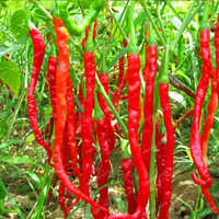 Hot Pepper Seed