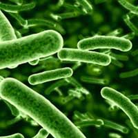 Bifidobacterium bifidum