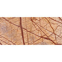 Forest gold marble