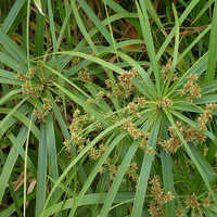 Cyperus rotundus