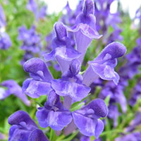 Skullcap extract